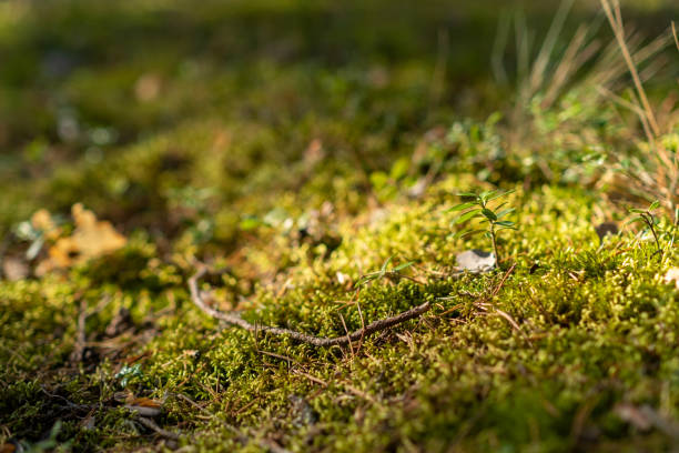 Thick green moss blankets the ground, illuminated by gentle sunlight, with small plants and twigs scattered throughout the tranquil area.