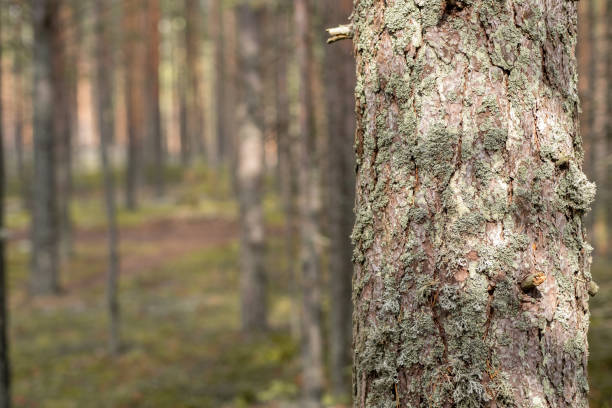Textured tree bark stands out in a peaceful forest setting, surrounded by tall trees and dappled sunlight.