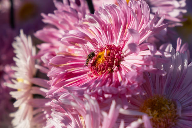 Background of pink chrysanthemum petals. Bee close-up on a chrysanthemum flower in the garden. Beautiful bright chrysanthemums in selective focus. Macrophotography. Autumn soft background. Copy space.