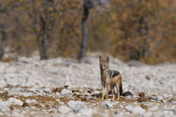 istock Black-backed Jackal on a game trail 2173873742