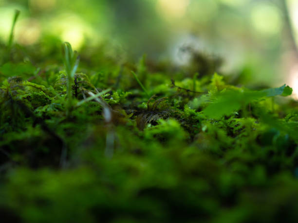 istock Caucasus National Park. Beautiful nature. Spring. 2173873753