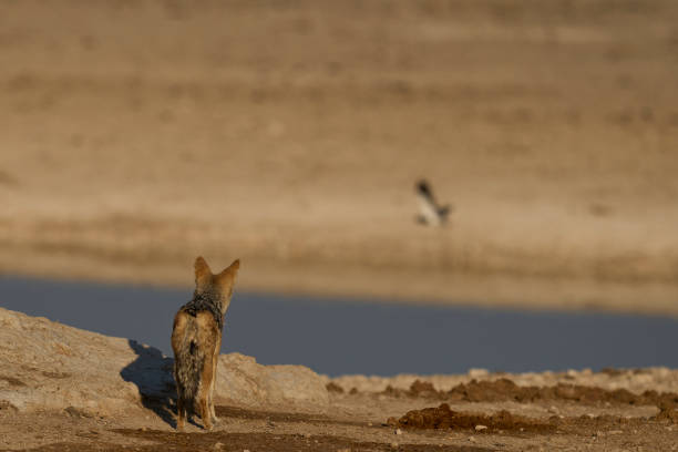 istock Black-backed Jackal at a waterhole 2173873791