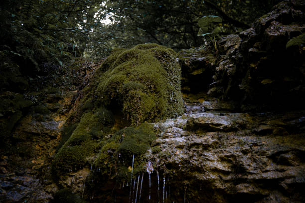 High waterfall in dark forest dark green plants around, logs below of waterfall