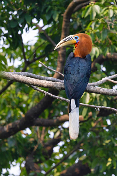 istock Rufous-necked Hornbill, Aceros nipalensis, West Bengal, India. 2173877220