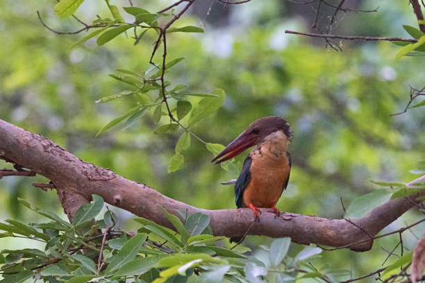 istock Stork-billed Kingfisher, Pelargopsis capensis, Uttarakhand, India 2173877405