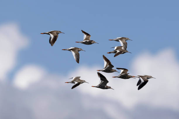 Common Sandpiper, Actitis hypoleucos, Ladakh, India