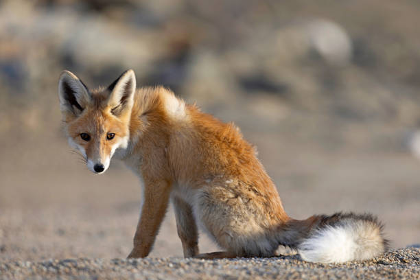 istock Red Fox, Vulpes vulpes, Ladakh, India, 2173879790