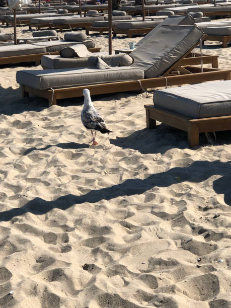 istock A seagull on a sandy beach among soft sunbeds. 2173881069