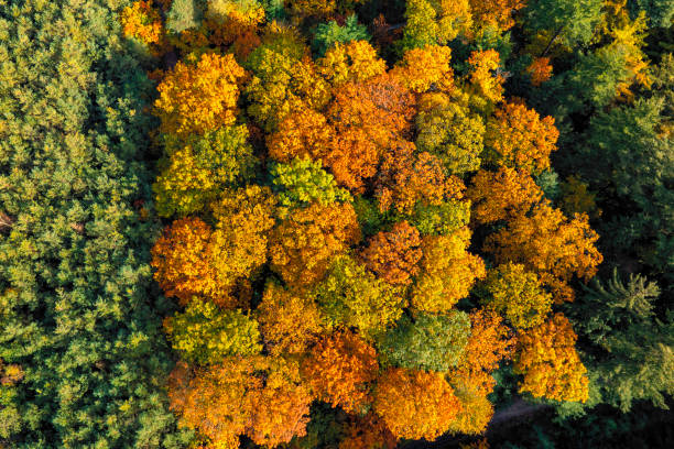 istock Autumn forest with colorful leaves seen from above 2173887565