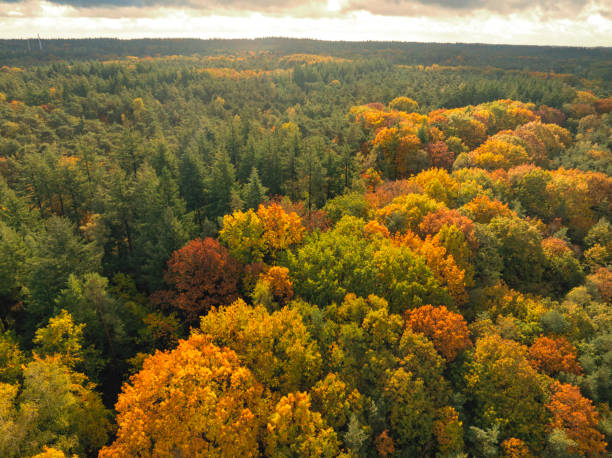 istock Autumn forest with colorful leaves seen from above 2173887652