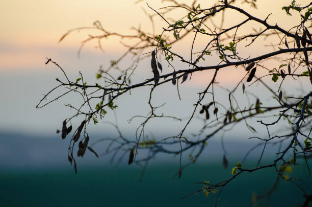 Bare black twigs on colorful sky background with gradient. Abstract natural image.