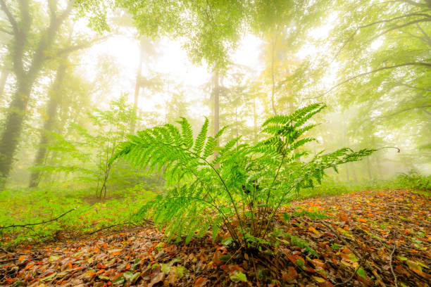 Upwards view in an atmospheric forest with green leaves on the trees in autumn with a mist in the air. The mist gives the forest a magical atmosphere with the leaves just about to change color during this early fall day in het Kloosterbos in Gelderland.