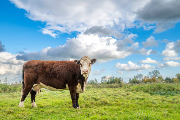 Cows grazing on the IJssel river floodplains of the river IJssel near Zwolle with storm clouds above.