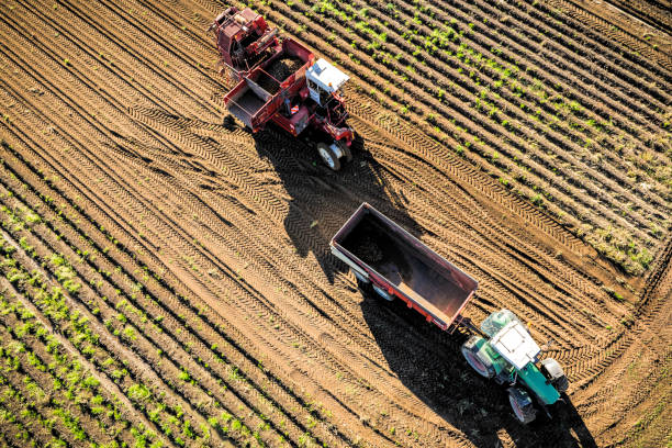 istock Harvesting potatoes in a field with a harvester 2173888110