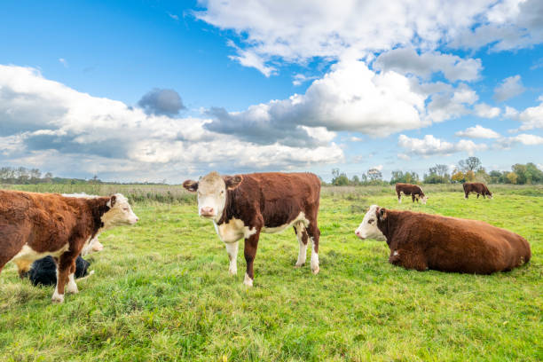 istock Cows grazing on the IJssel river floodplains 2173888172