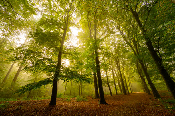 istock Atmospheric forest in autumn with a mist in the air 2173888305