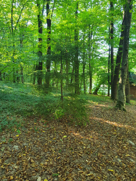 istock Summer forest, green trees, bushes around, the ground is covered with periwinkle 2173888433