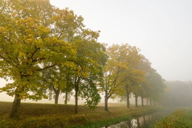 Oak trees along a canal during a foggy autumn morning. The trees are reflected in the canal in this peaceful  photo.
