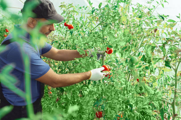 istock Worker in a small organic greenhouse picking tomato and taking c 2173888764