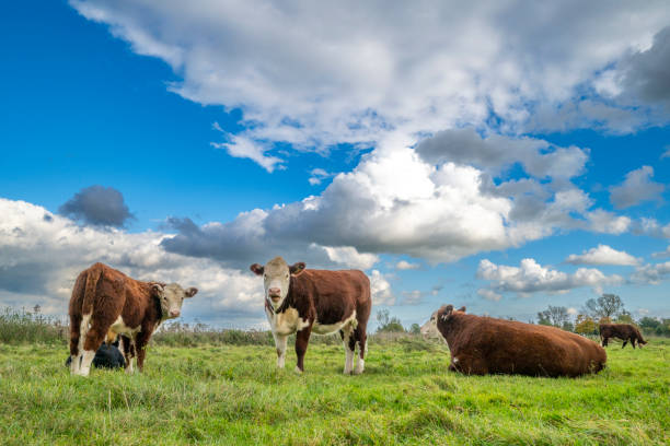 istock Cows grazing on the IJssel river floodplains 2173888844