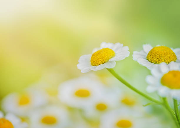 Close-up of chamomile flowers at dawn copy space