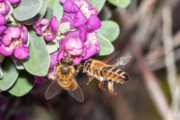 istock Two bees on a flower. Close up look. 2173894244