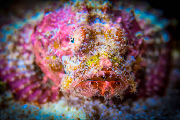 istock Dumaguete, Philippines - Diving and Undersea Life 2173894262