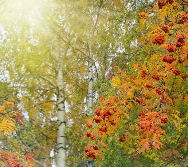 Ripe rowan fruits on tree branch in a sunny autumn day