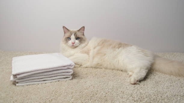 istock White towels and a white cat. 2173894638