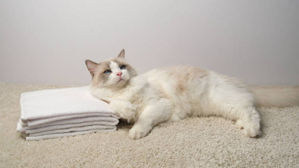 istock White towels and a white cat. 2173894639