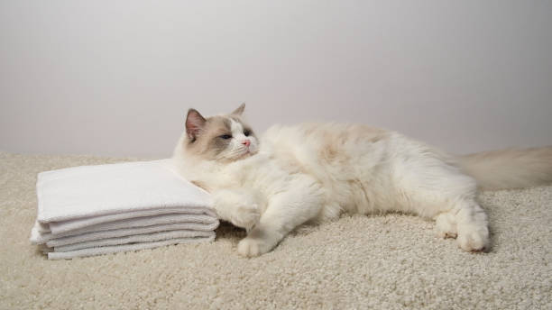 istock White towels and a white cat. 2173894651