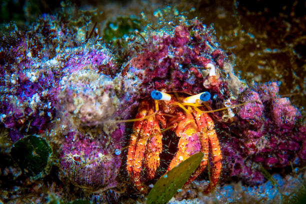istock Dumaguete, Philippines - Diving and Undersea Life 2173894951