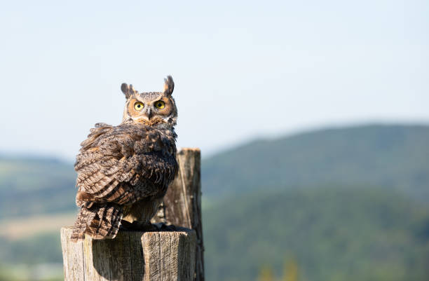 istock Great horned eagle owl, wildlife, raptor bird on a tree trunk, habitat, forest and meadow landscape 2173895005