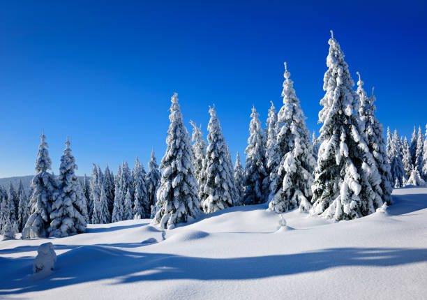 Winter Landscape in bright sunshine with Spruce Tree Forest Covered by Snow under blue sky