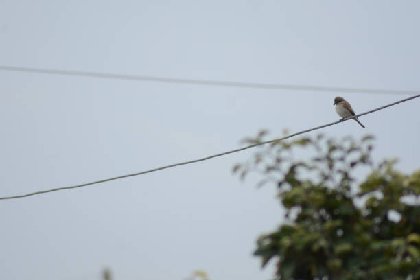 istock Sparrow. Sparrows on an electric wire. Wild birds wall art, print set. Nice birds 2173897469