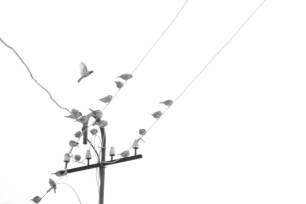 Sparrow. Sparrows on an electric wire. Wild birds wall art, print set. Nice birds photos for print