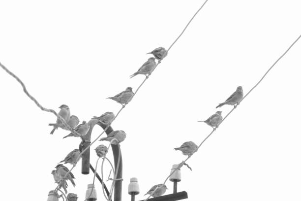 birds sitting on wires