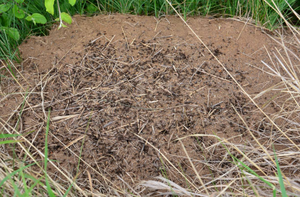 istock a group of ants is crawling on the sandy pile 2173897997
