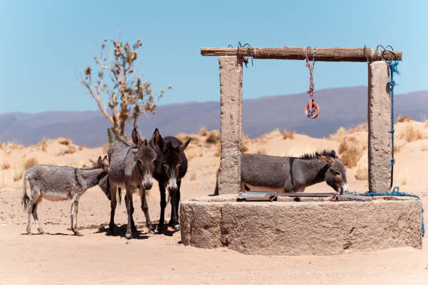 istock Four donkeys by a well in the Moroccan desert 2173899494