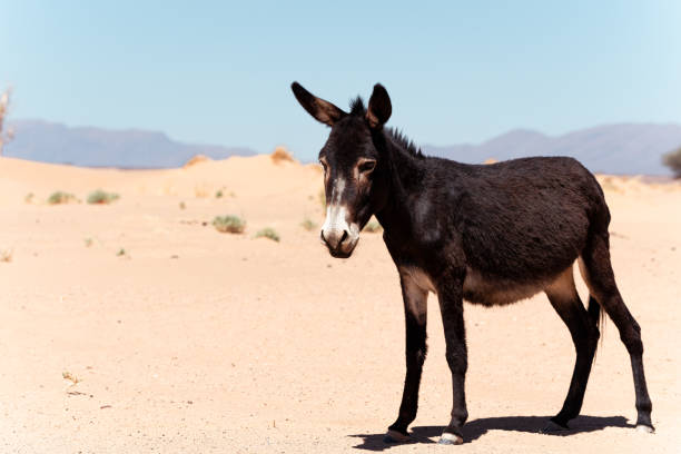 istock Dark brown donkey in the desert 2173899517