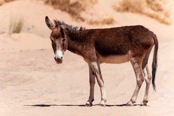 istock Brown donkey looking at the camera 2173899520