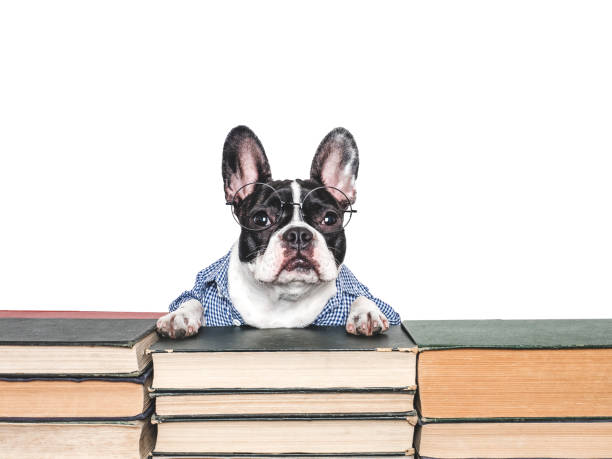 istock Cute puppy and old books. Studio shot 2173902701