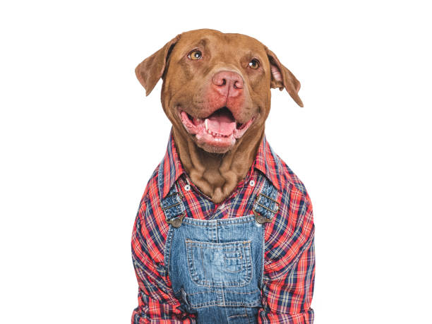 istock Charming dog and denim overalls. Studio shot 2173902735