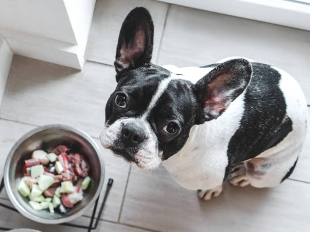 istock Charming puppy and bowl with food. Day light 2173902750