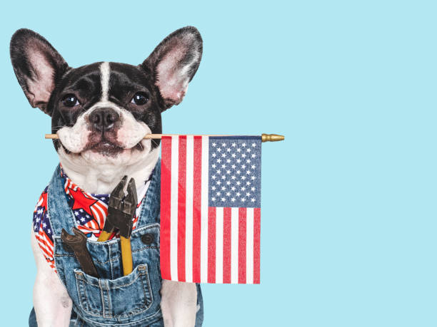 istock Charming puppy and denim overalls. Studio shot 2173902772