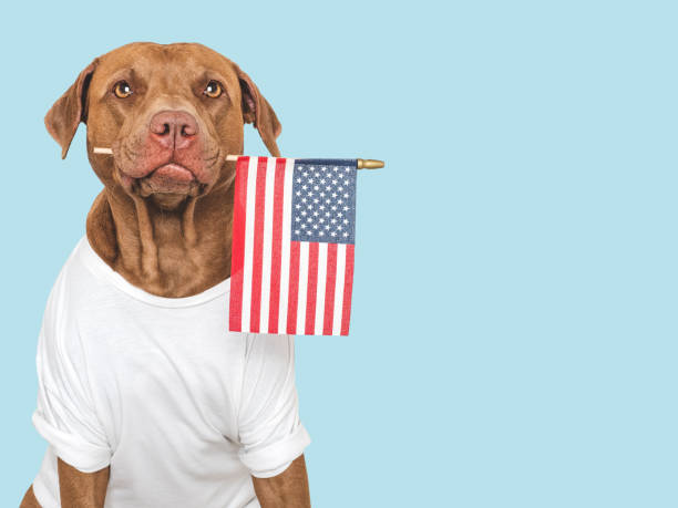 istock Cute dog and American Flag. Closeup 2173902909