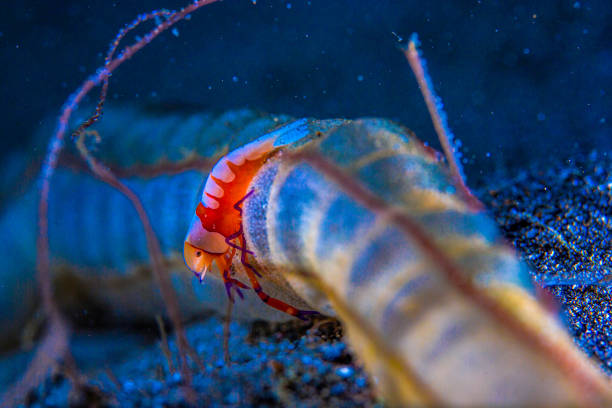 istock Dumaguete, Philippines - Diving and Undersea Life 2173903264