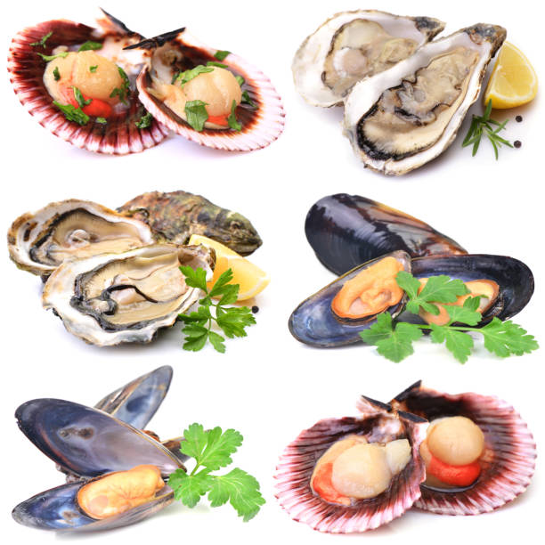 Scallop oysters and mussels on white background
