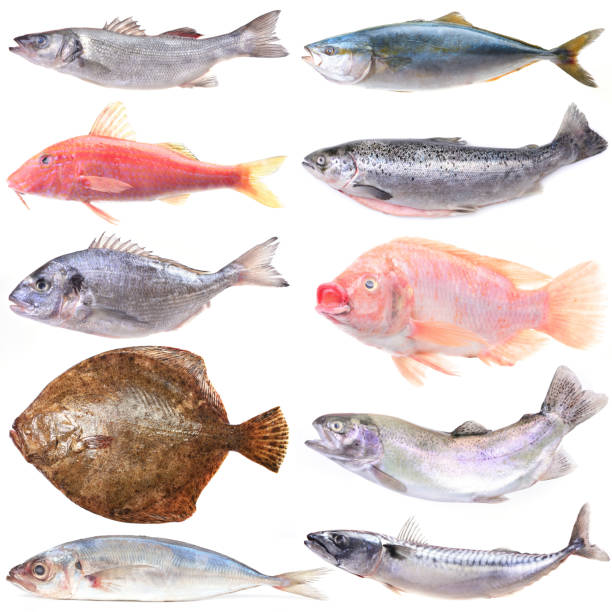 istock Collection of marine fish on white background 2173903558