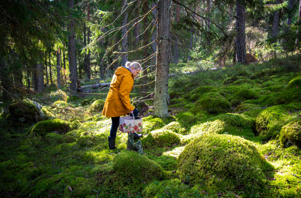 istock Woman walking in forest 2173903742
